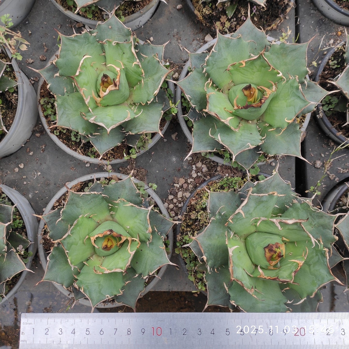 18730 アガベ チタノタ シーザー(12cm pot)