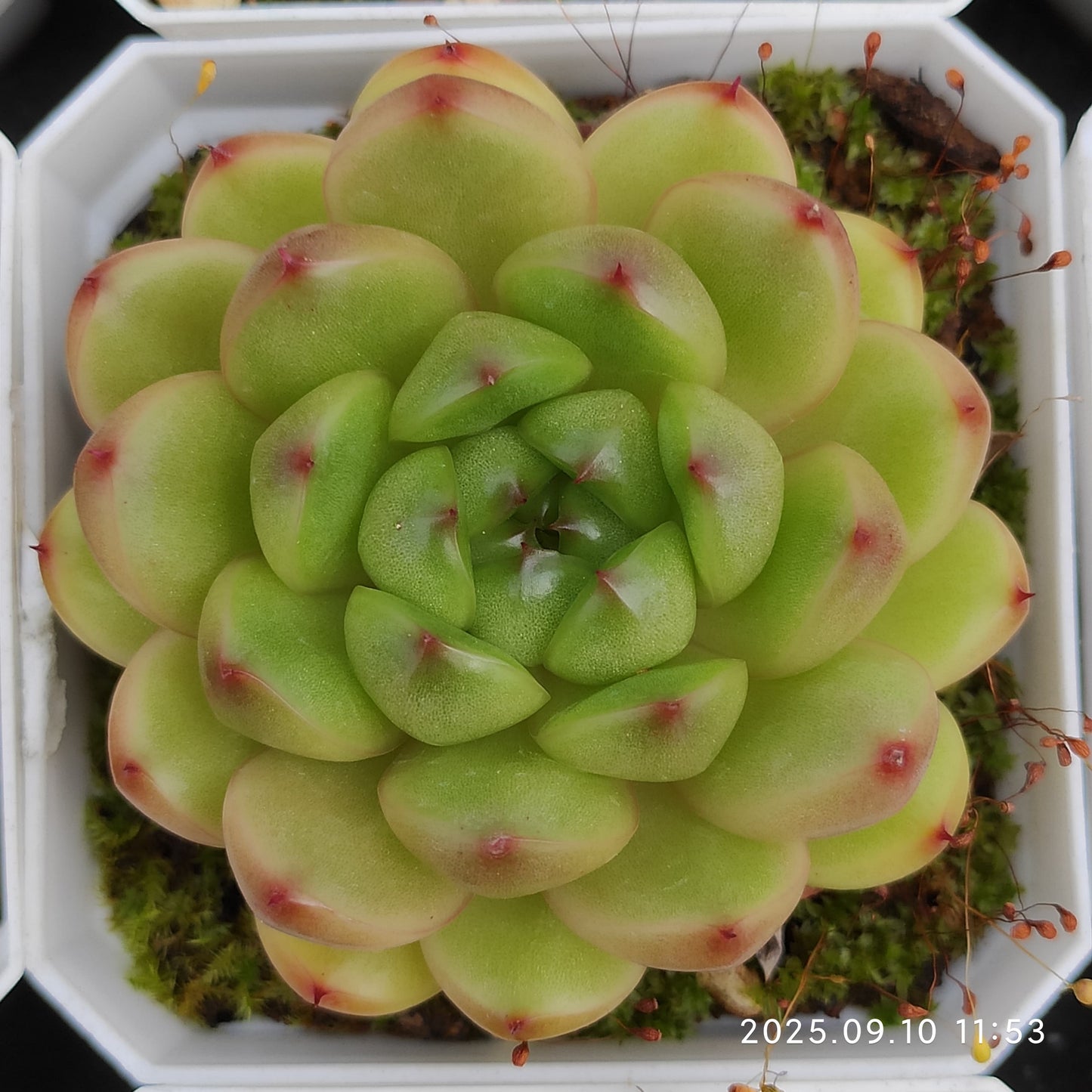 HG001 アメイジング グレース x ジェニー(7cm pot)
