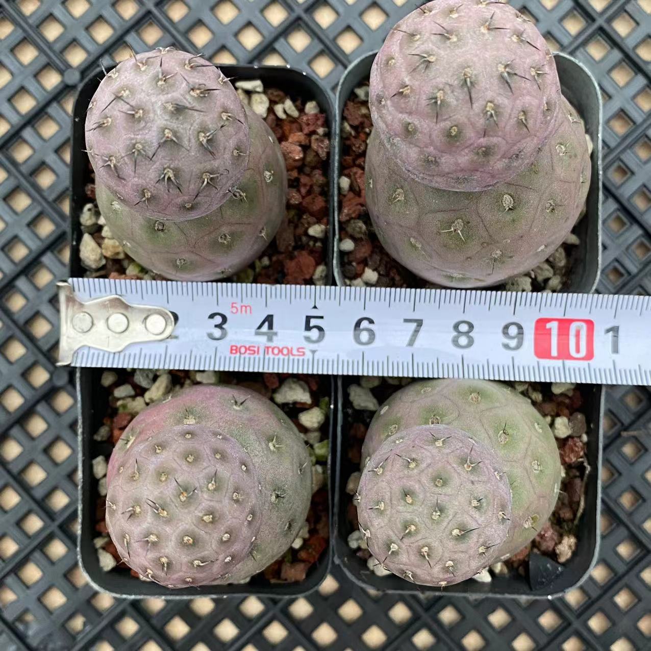 ZL058 テフロカクタス・ゲオメトリクス(5cm pot)