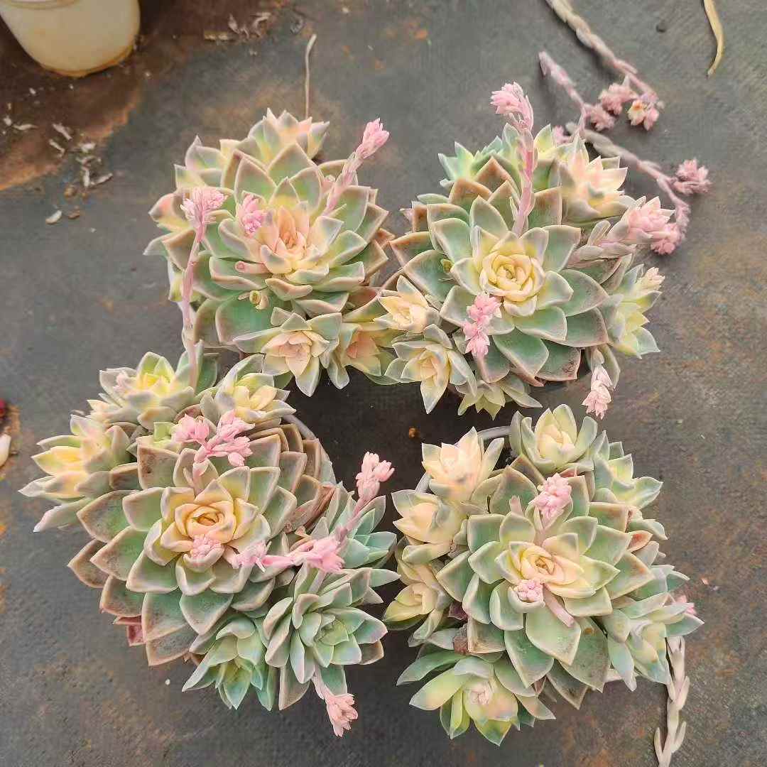 259661 ハリーワトソン薬錦