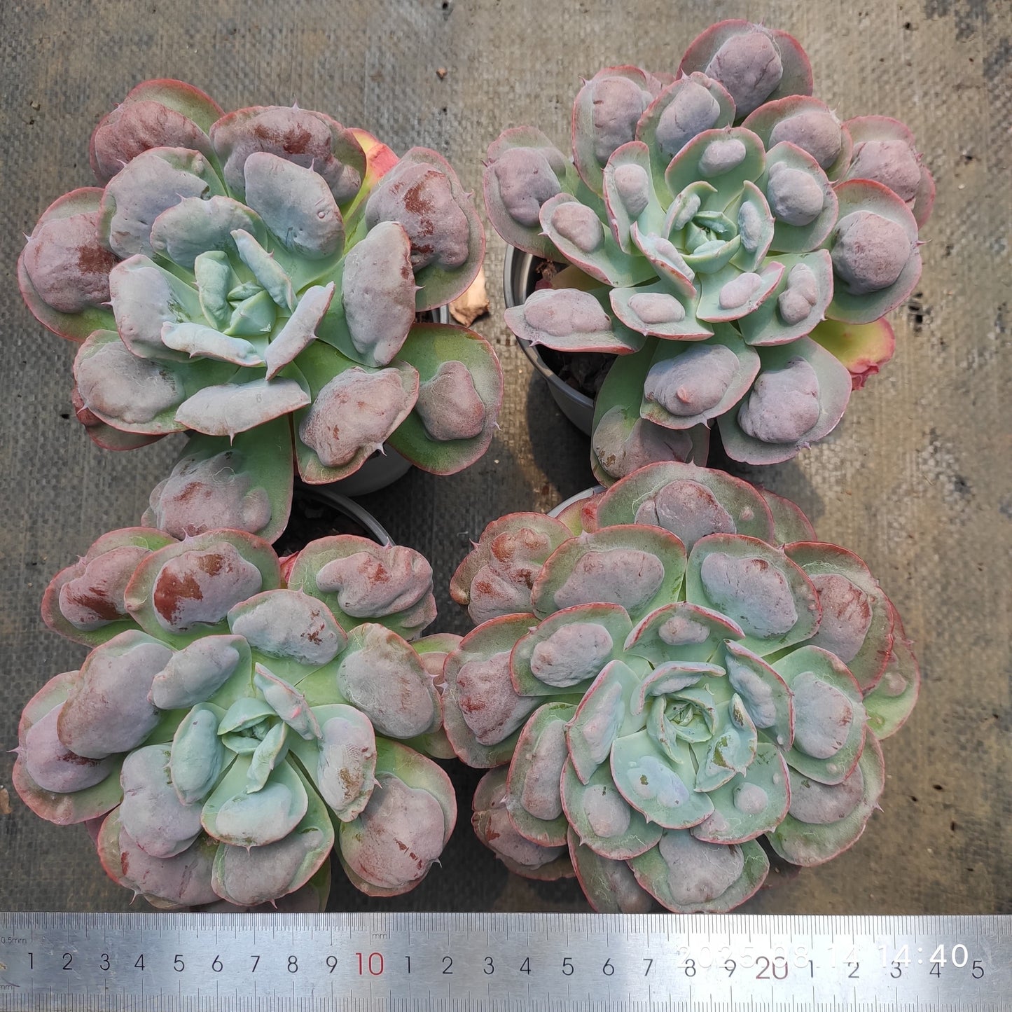 HM140 ハート デライト(11cm pot)