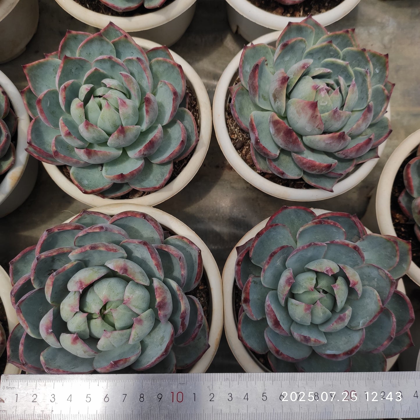 NGN781 カシオ(16cm pot)