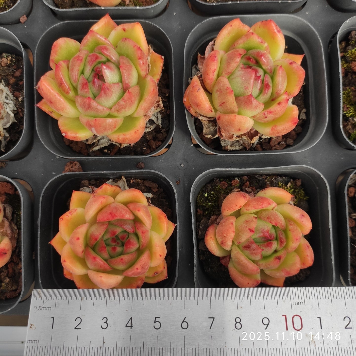 18363 ラッキーフェイス(6.5cm pot)