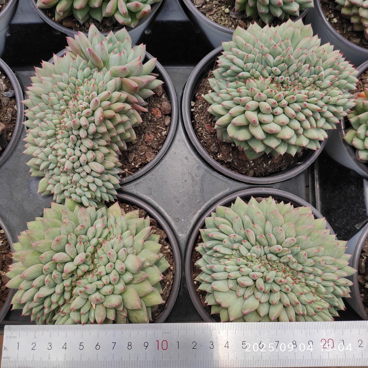 MMY1262 パフ綴化(12cm pot)
