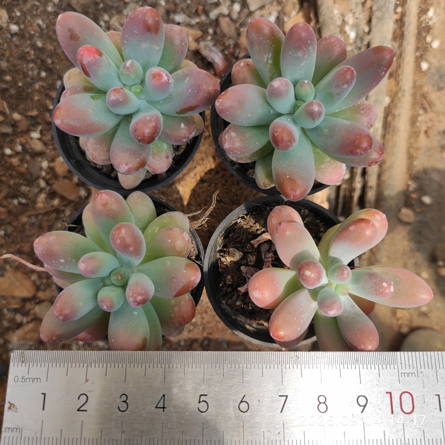 MMY1246 ファット スター(5.5cm pot)