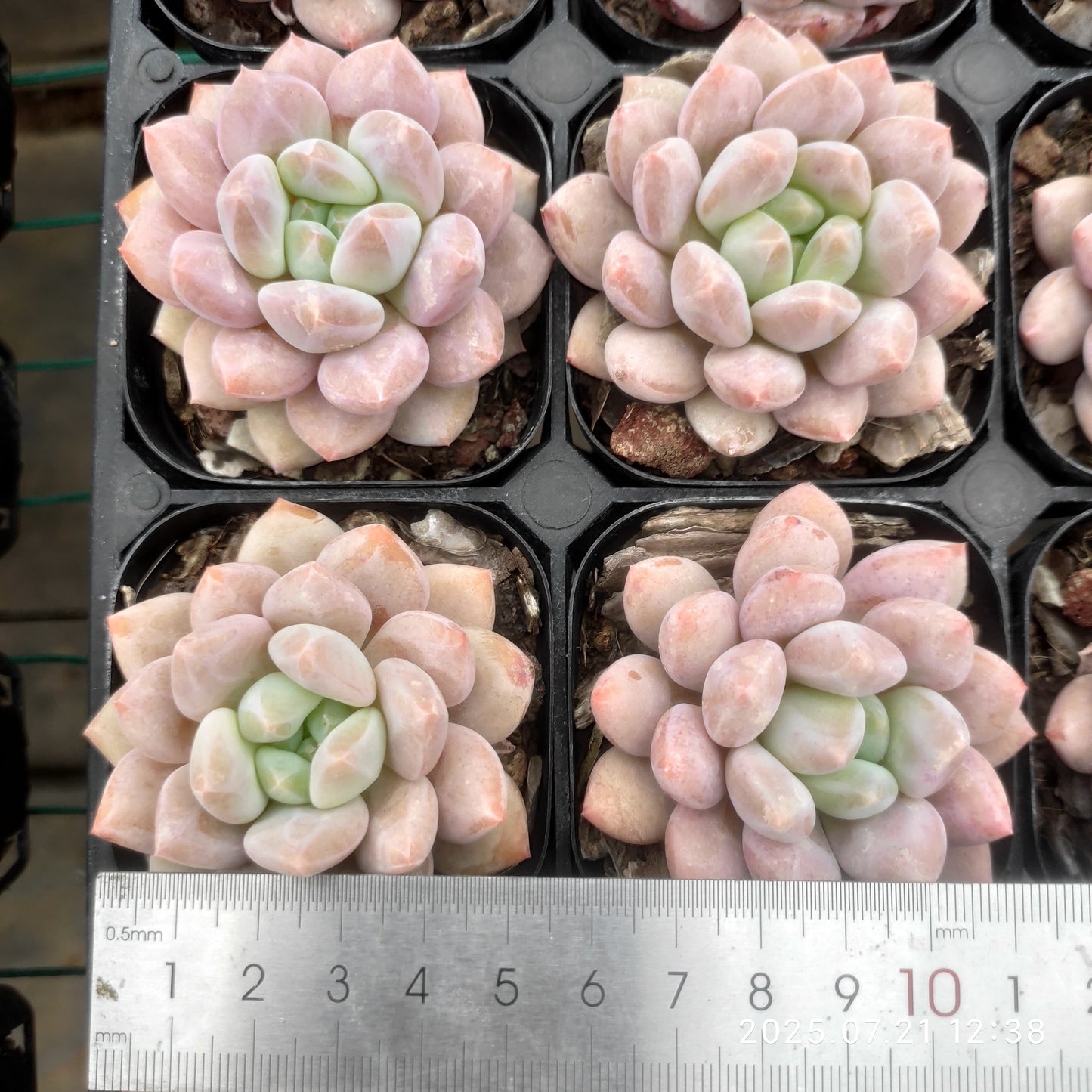 MMY721 ハーフサマー (6.3cm pot)