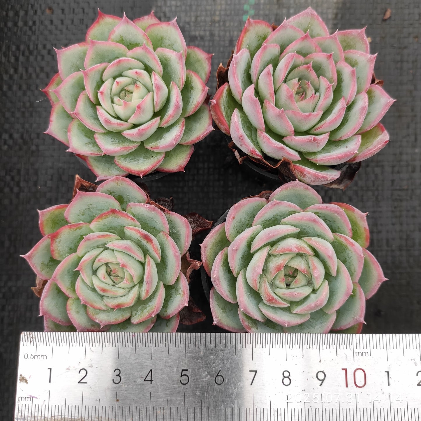MMT803 シルエット (5.5cm pot)
