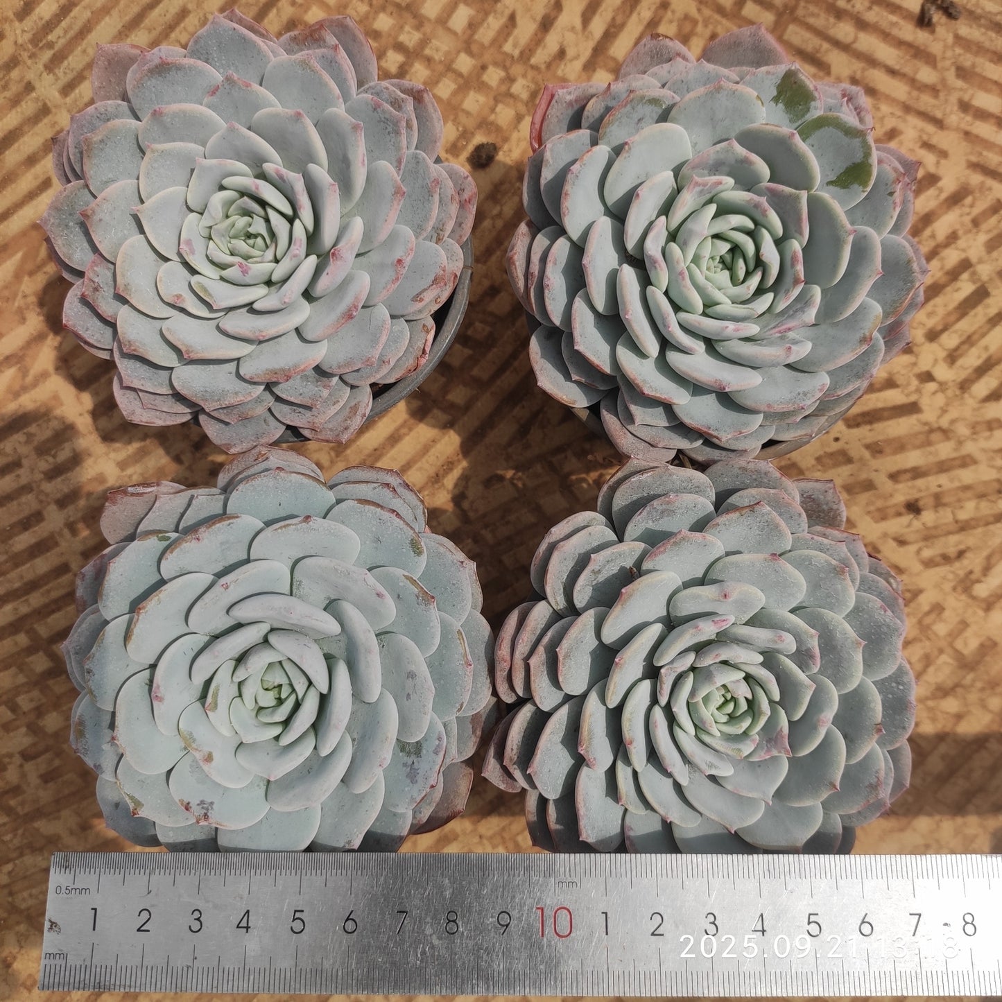 ZX204 ビゴニア(9cm pot)