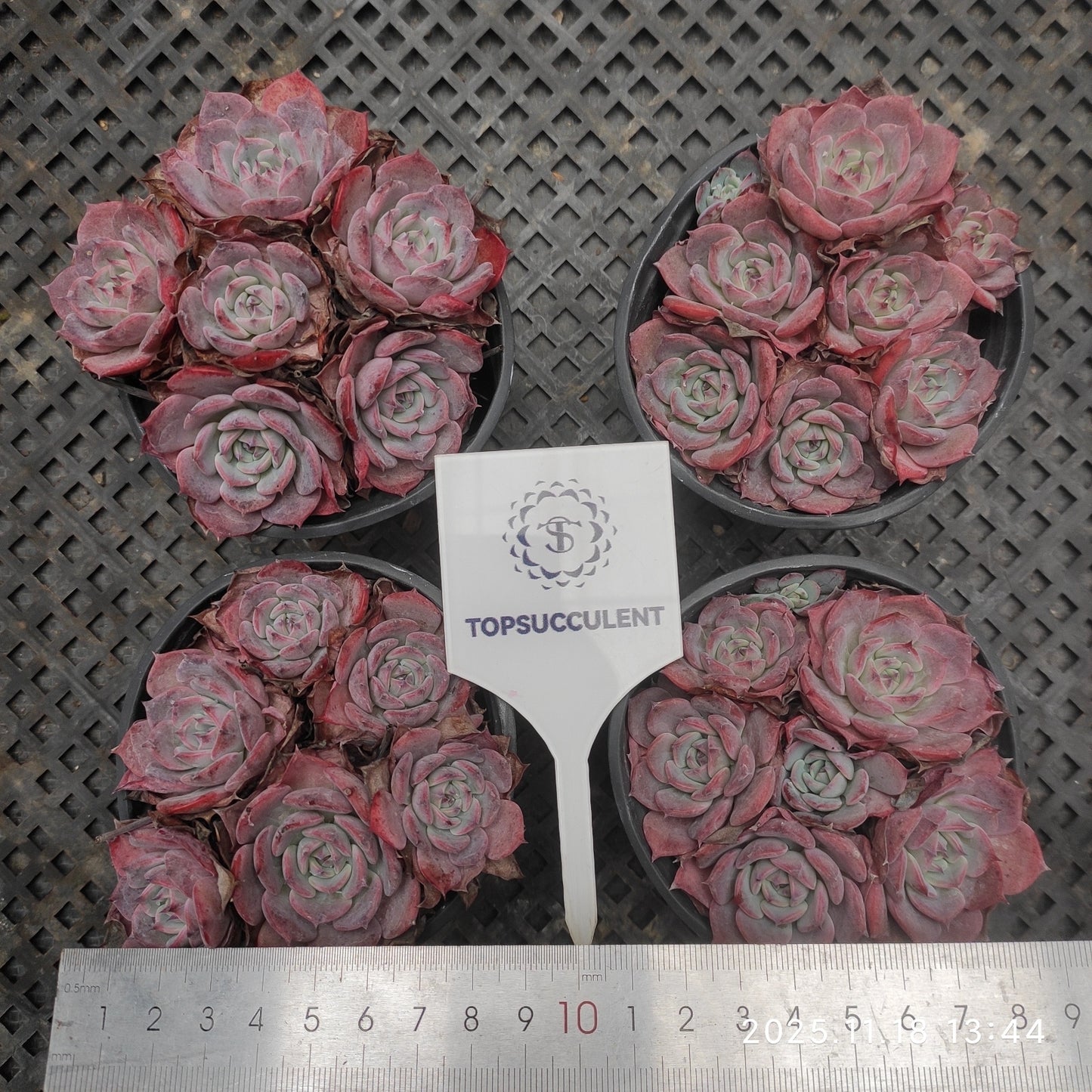 22895 ラウレンシス(9cm pot)