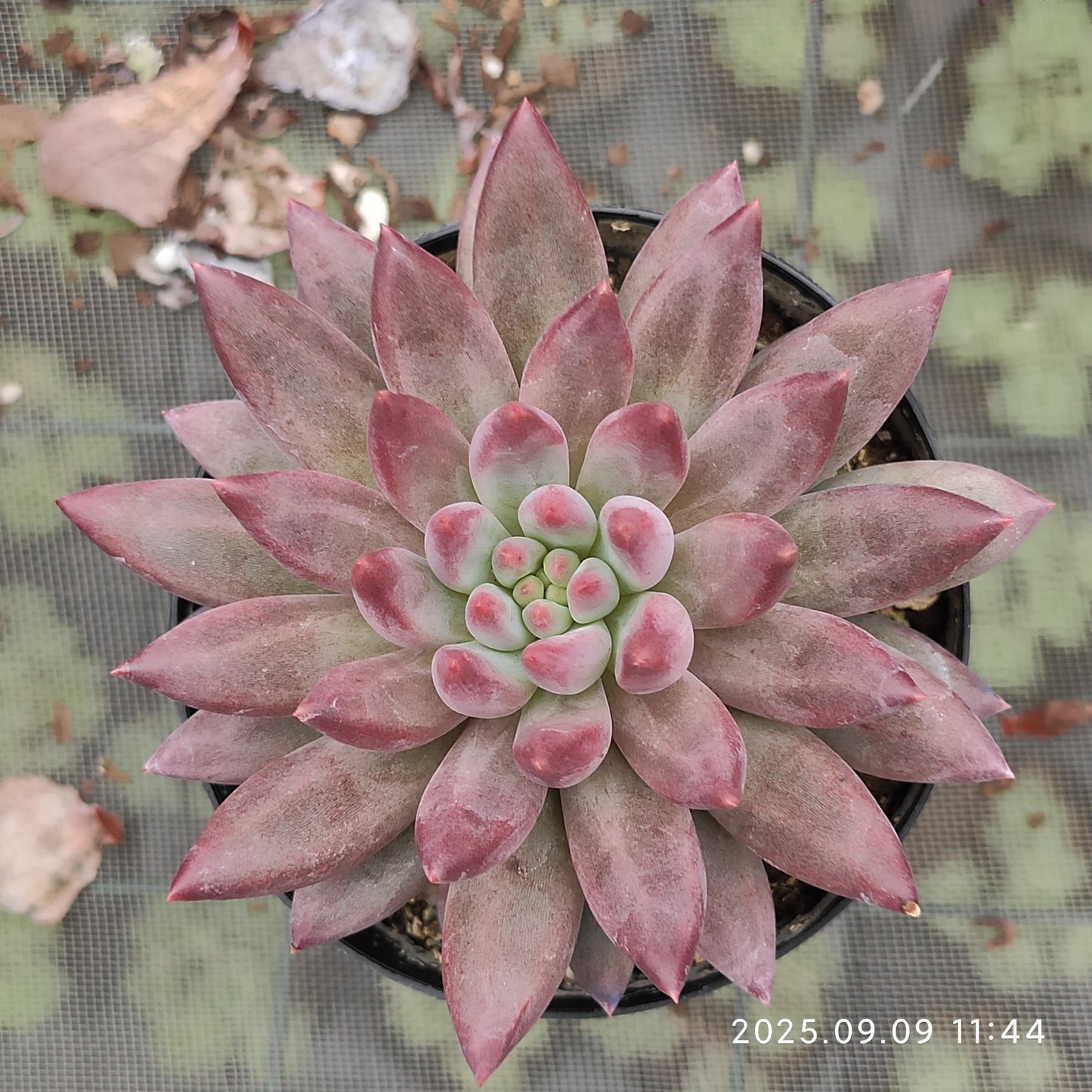 MMT839 ゴールドフィッシュ(9cm pot)