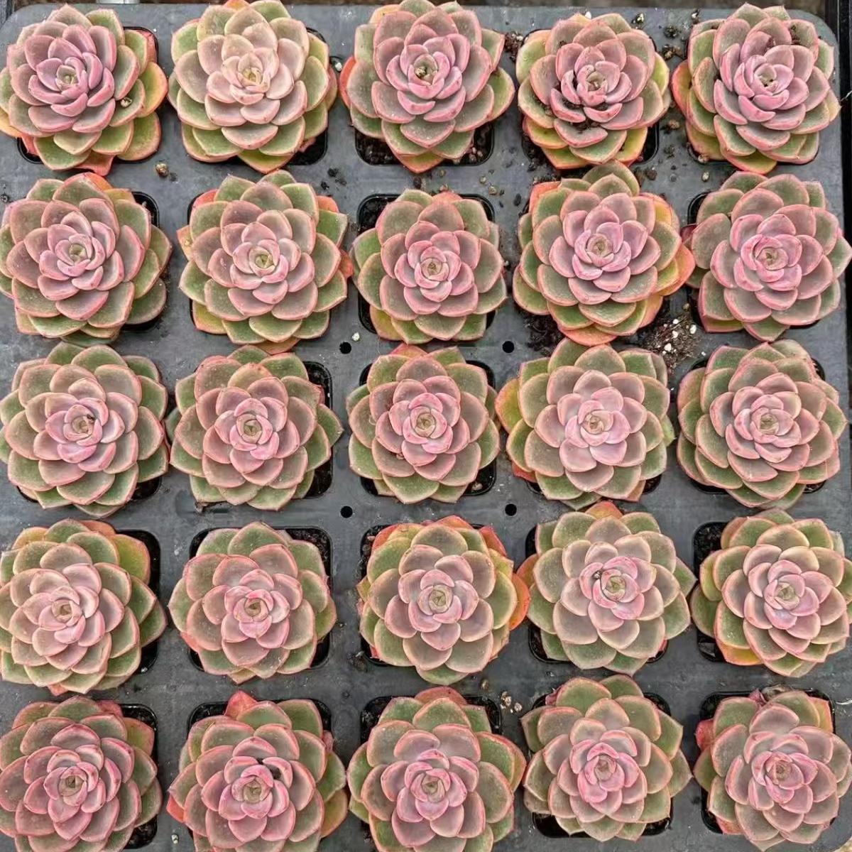 21982 ファンタシー ベル(7cm pot)