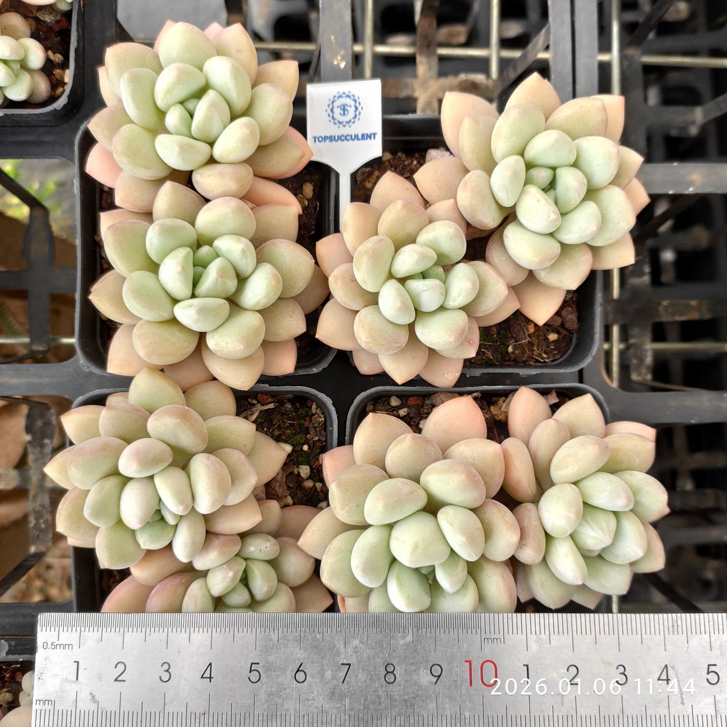 24356 バブルガム