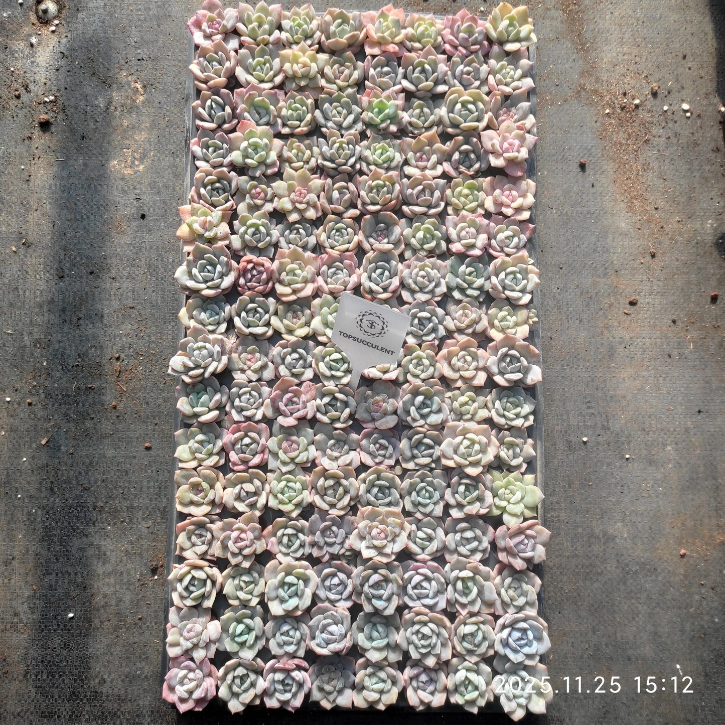 21746 モンローhyb(3cm pot)(ポット苗)