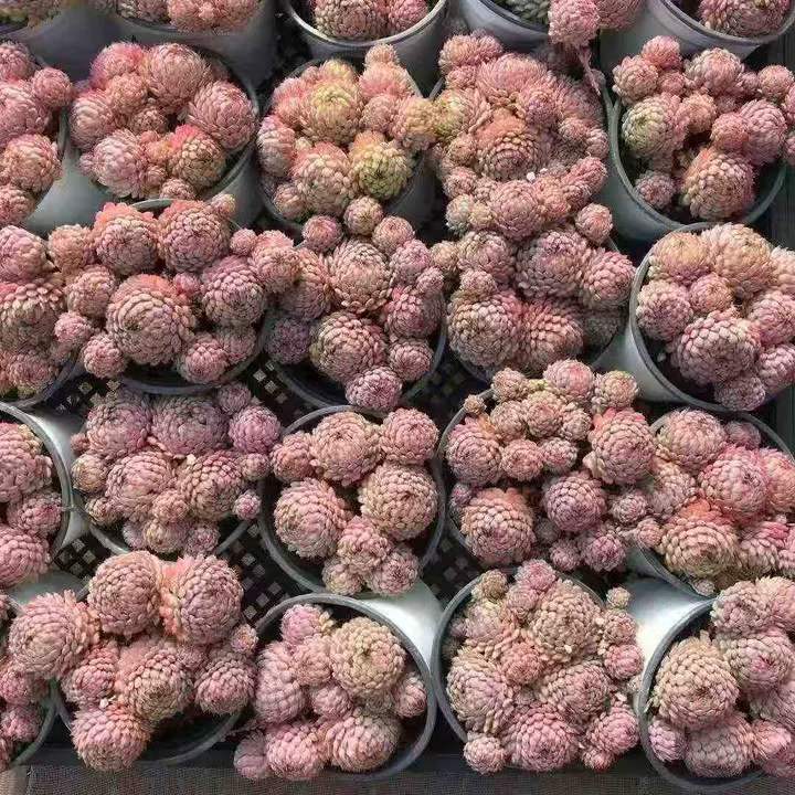 26565 グロブローサ