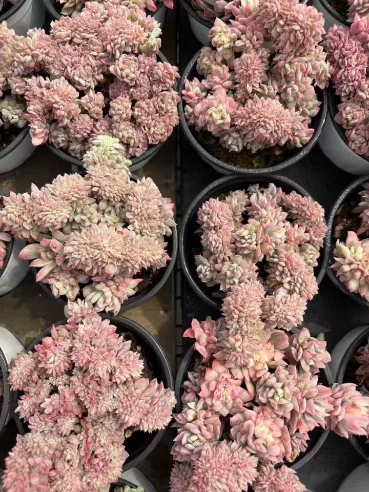 263871 ブラッド ブルアナ錦綴化