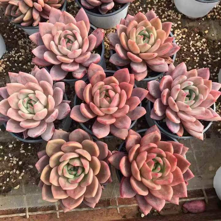 262761 シャンペーン