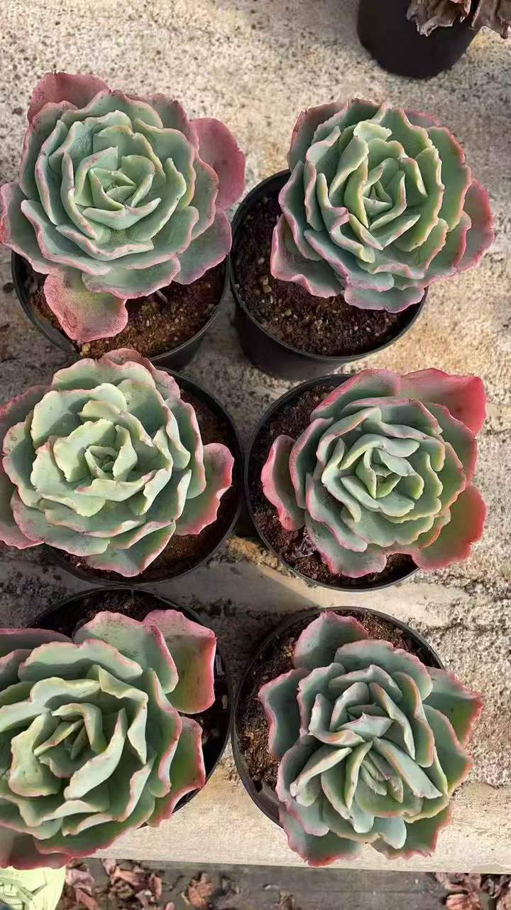 262831 バークレ ライト