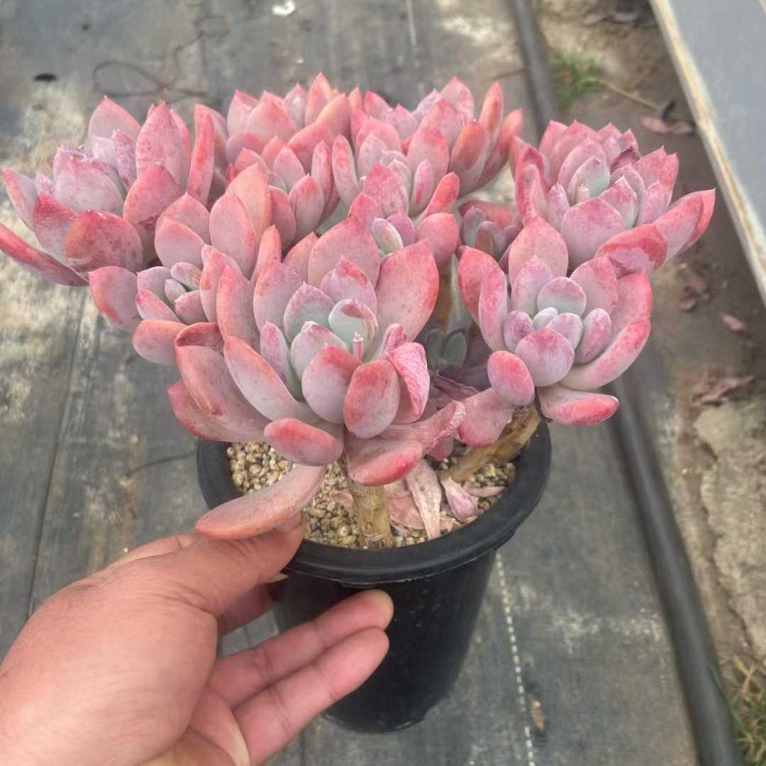 360020 シンデレラ