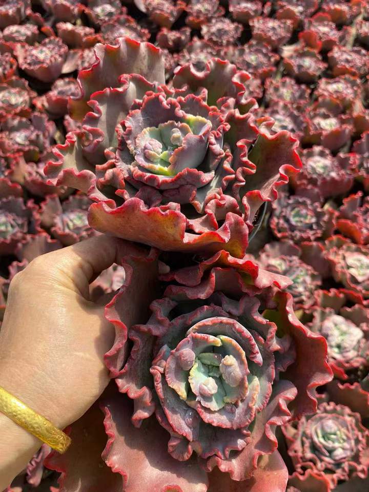 26596 メリディアン