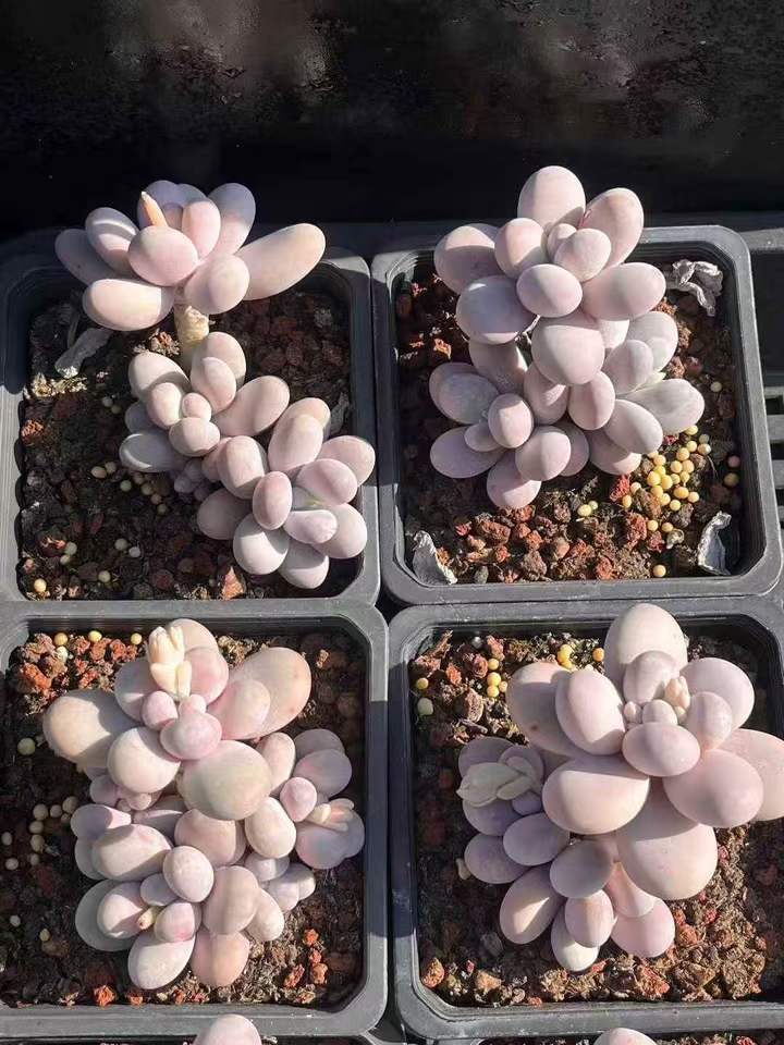 262931 オリジナルチーズ