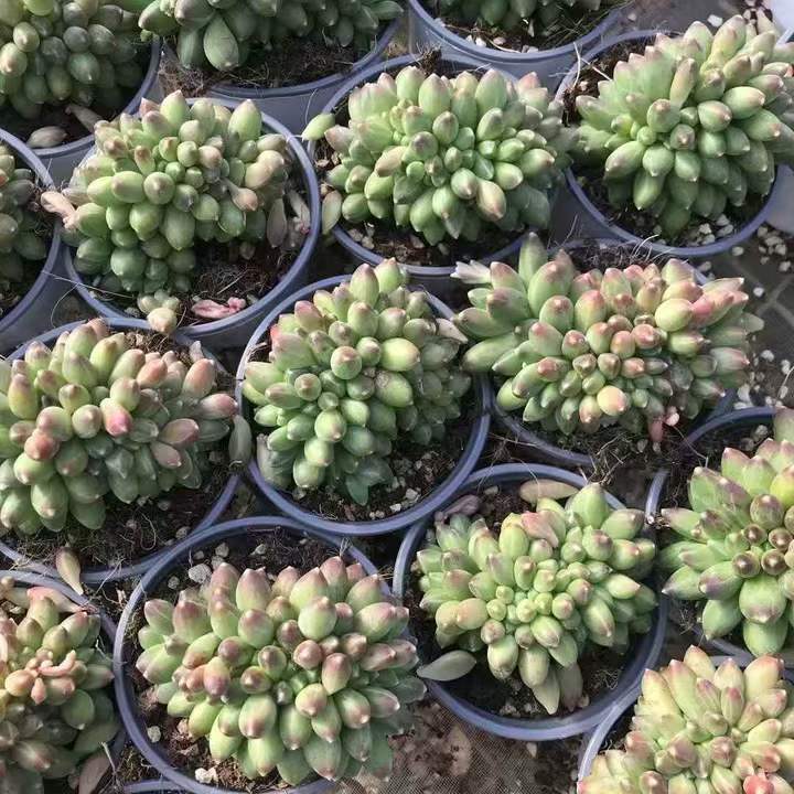 262861 コンパクタム綴化