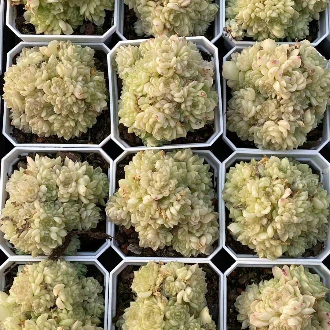 360095 スノーハイドランジア