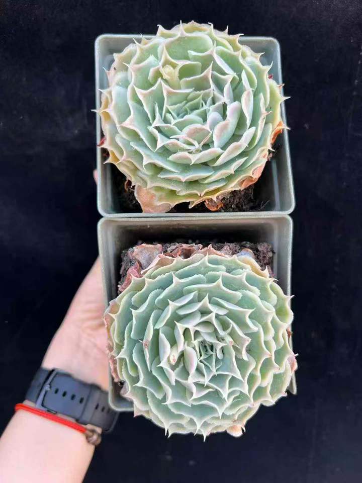 T26512 シムランス