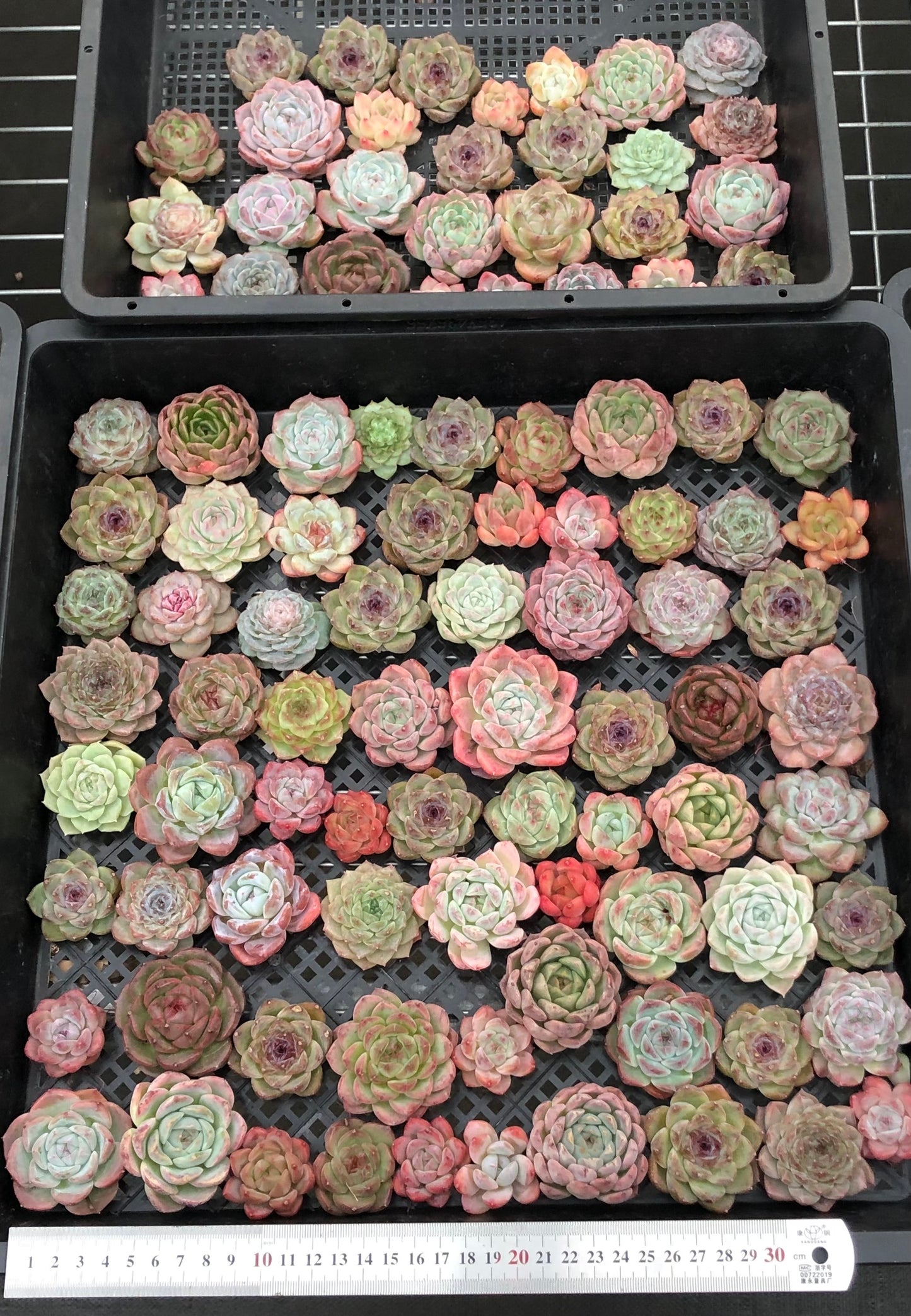 20076 ミックス苗100株(4cm pot)21