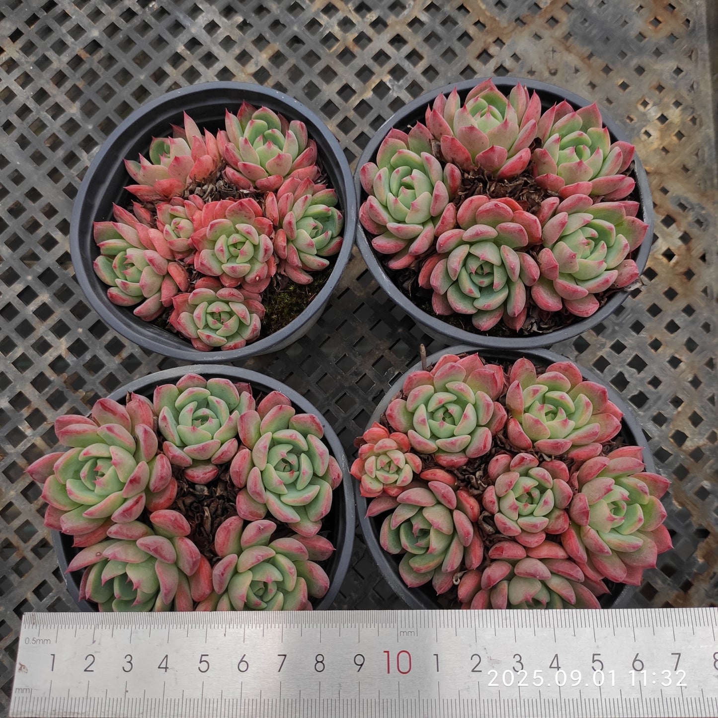 QN861 ナナウクミニ(9cm pot)