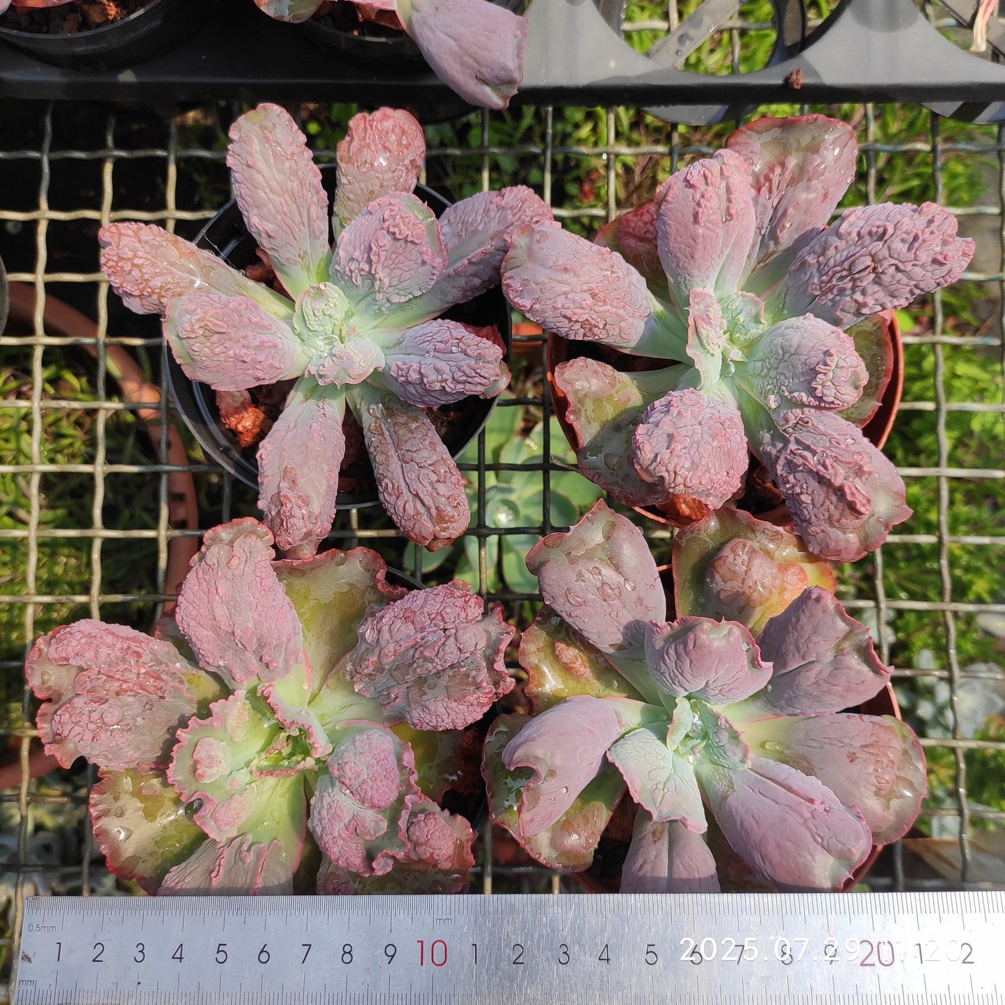 ZZA136 バロンボールド(11cm pot)