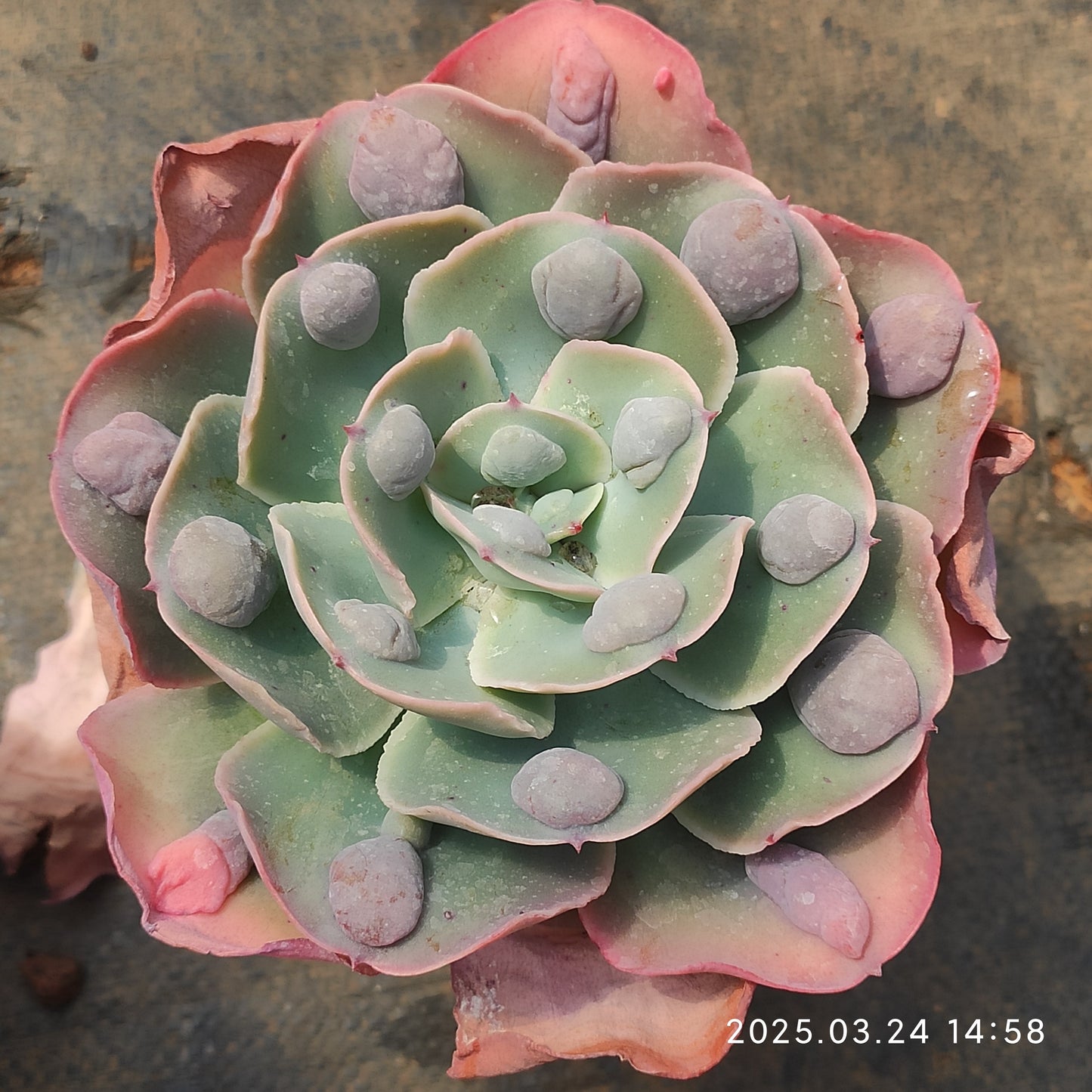 MMY762 ガーデン・バンガロー(12.5cm pot)