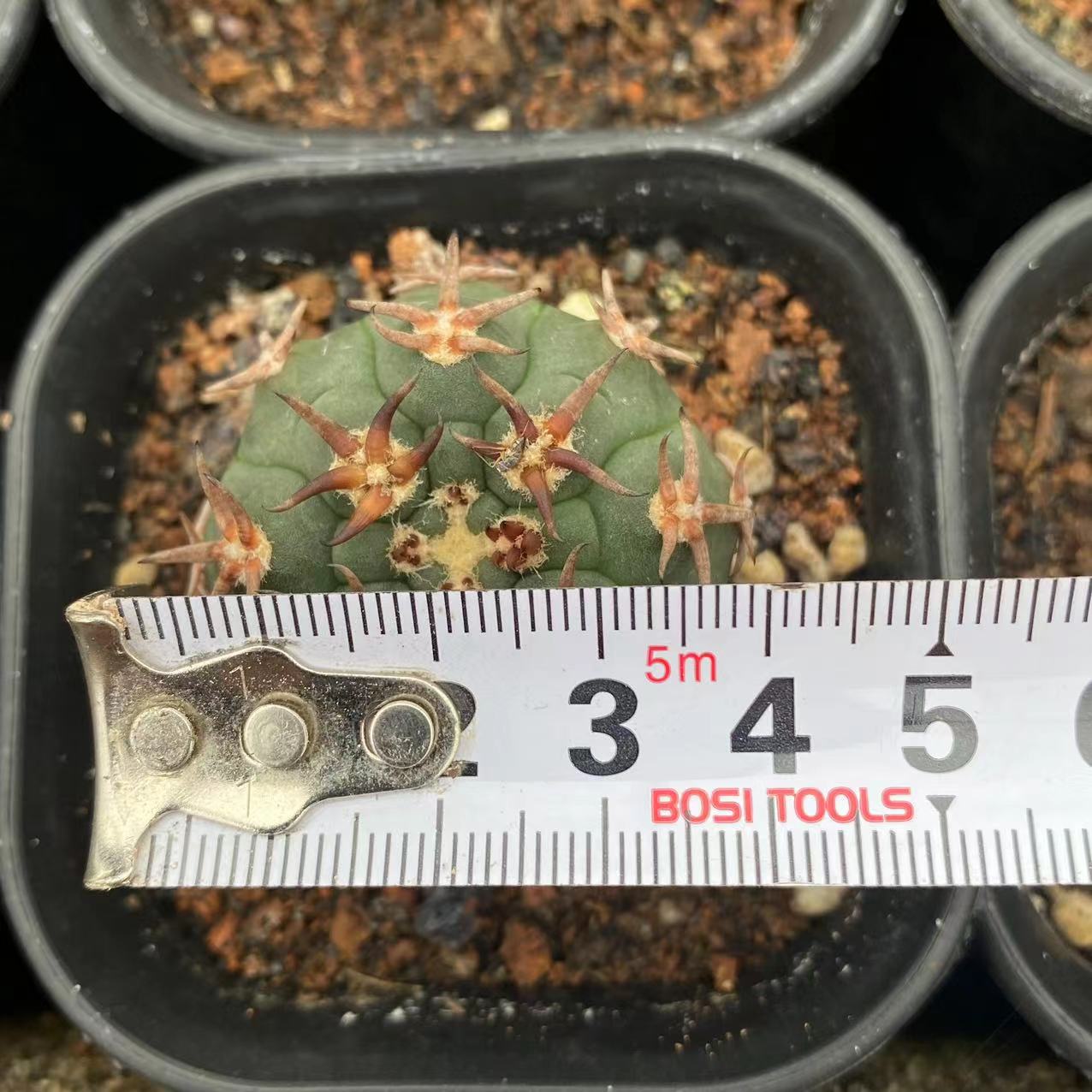 ZL125 天平丸 (4cm pot)