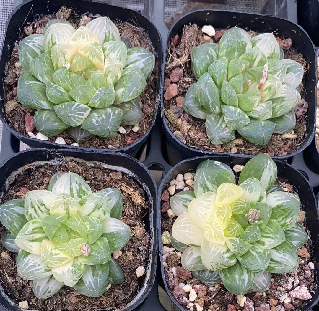 CS109 玉司の光タマツカサノヒカリ (7cm pot)