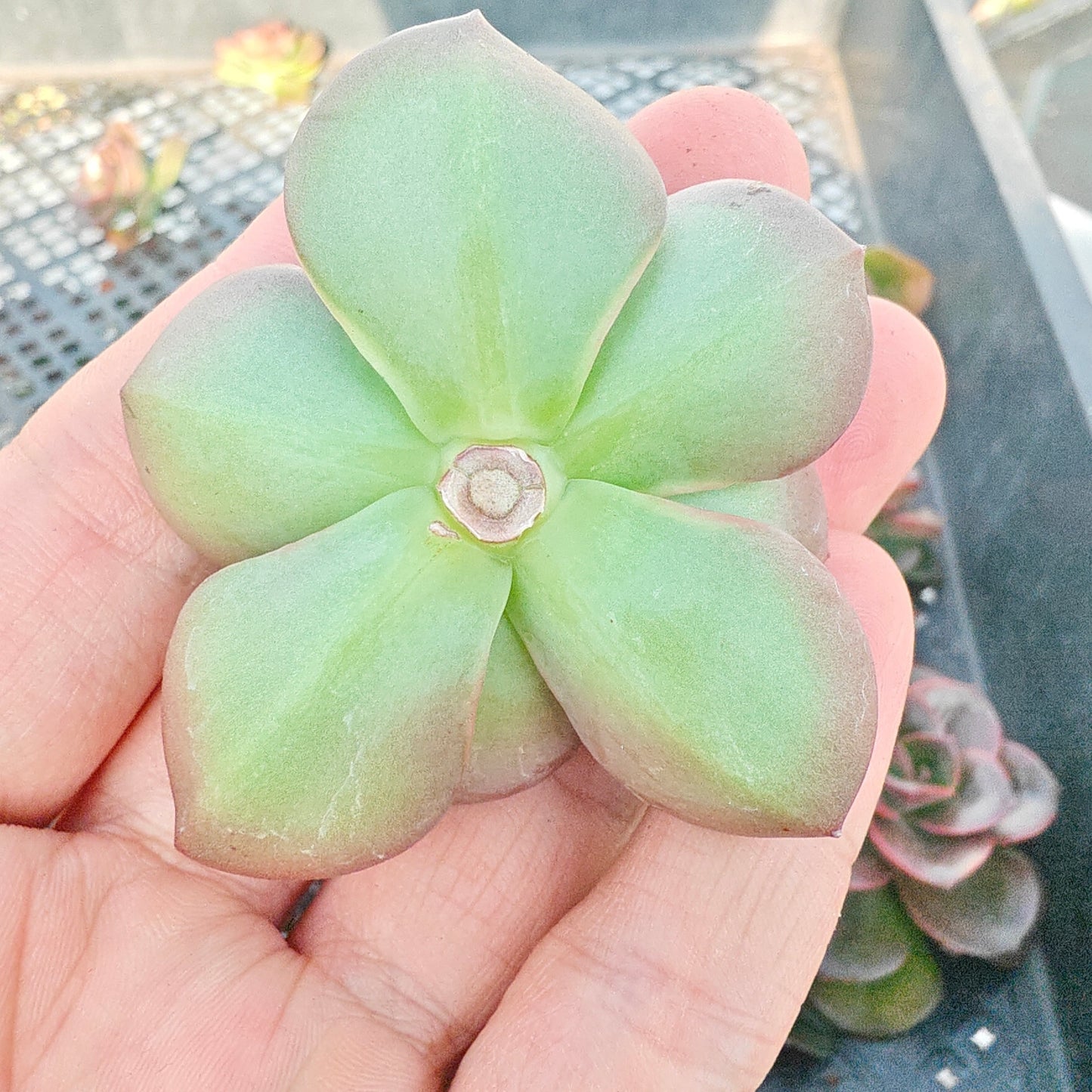 220756 チョコレート(カット苗)