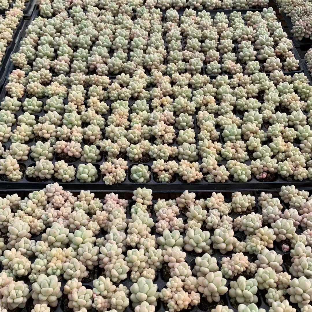 25413 バブルガム