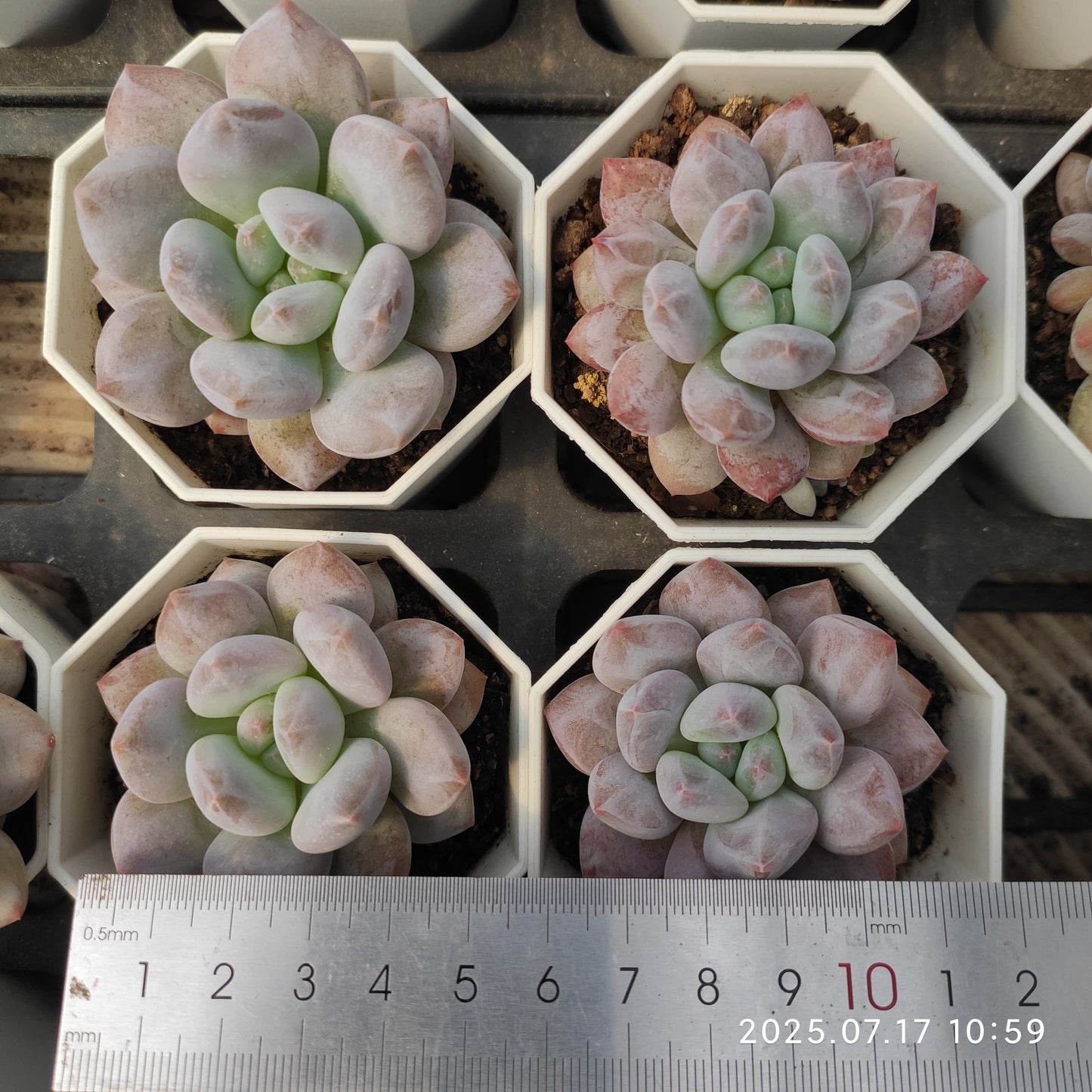 WWA209 ベービー ドリーム (7cm pot)