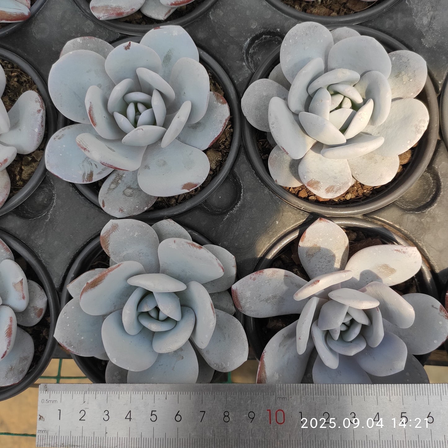 MMY175 ラウイ(9cm pot)
