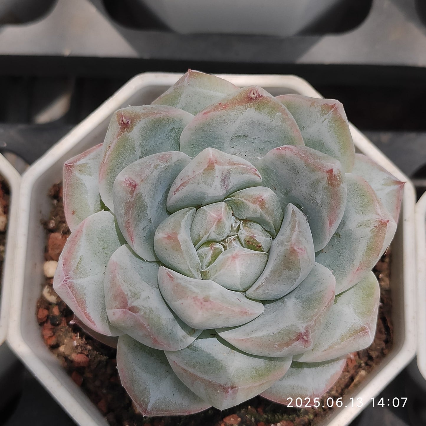 NGN644 ダイヤモンド ジェニー(7cm pot)