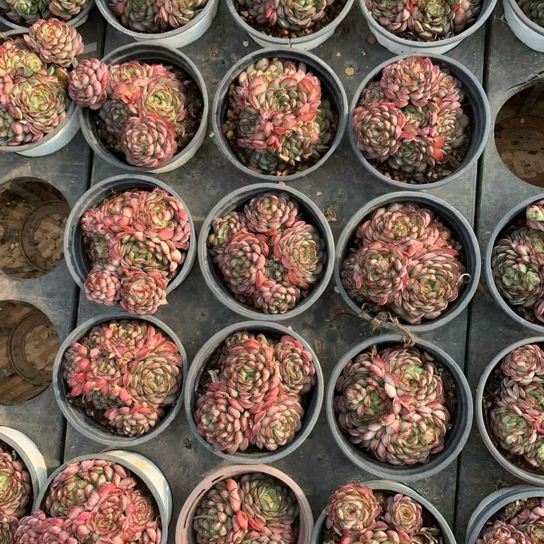 24122 ドリームローズ