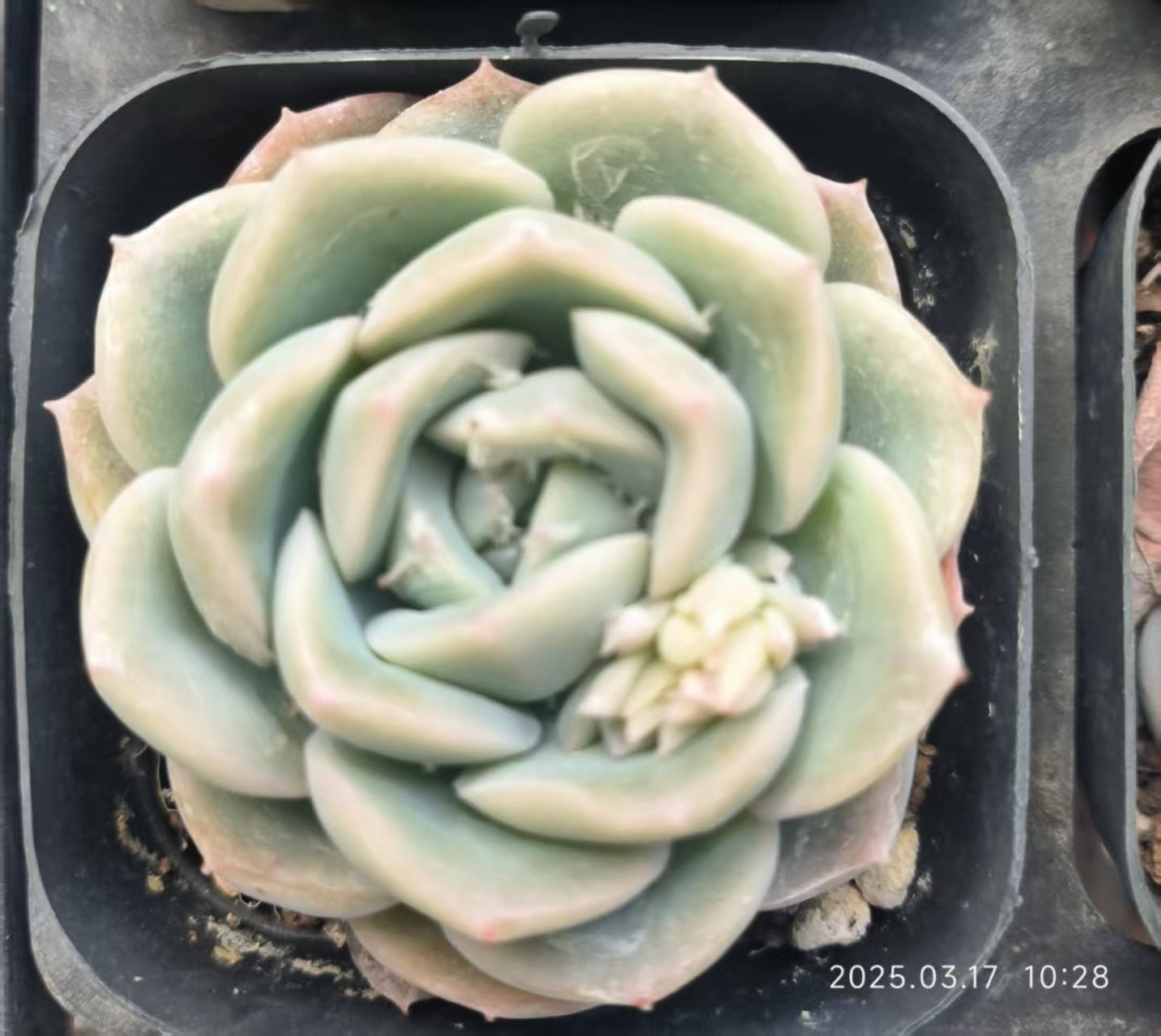 KD027 スリョン(6.5cm)