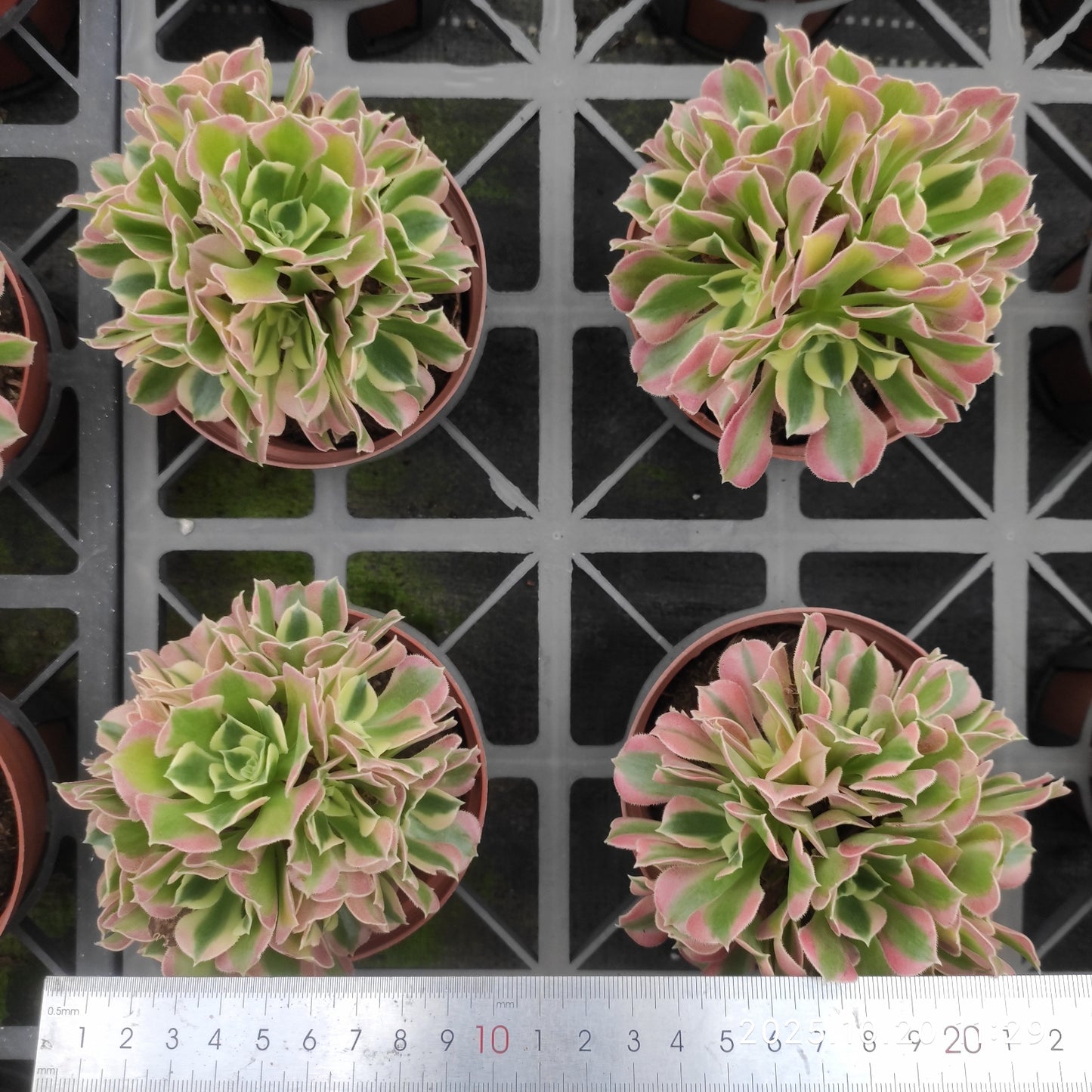 ZXX412 アエオニウム リバーストーンズ(12cm pot)