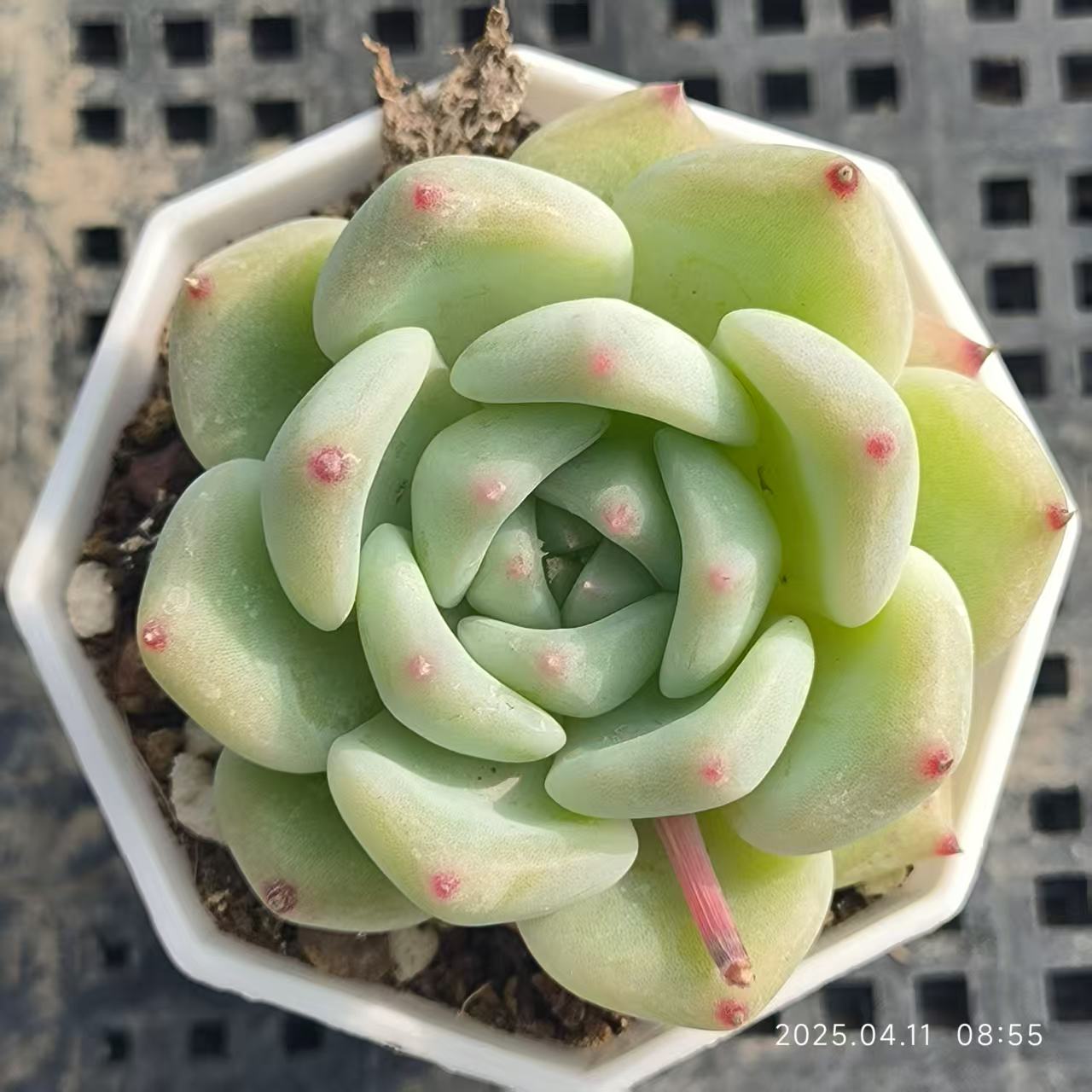 RDD277 ホワイトラタム (6.5cm pot)