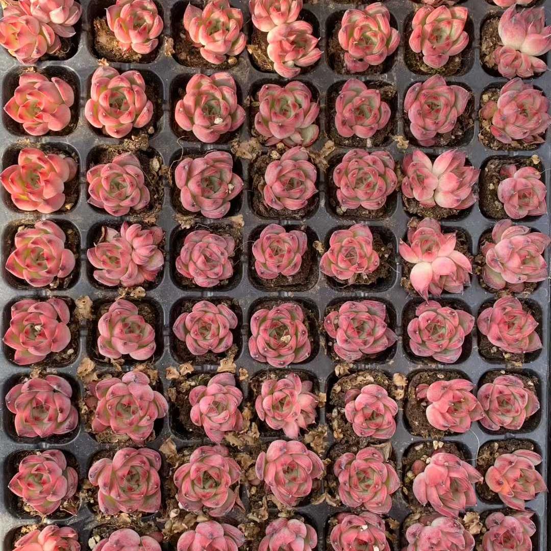 25733 ファイヤーピラー