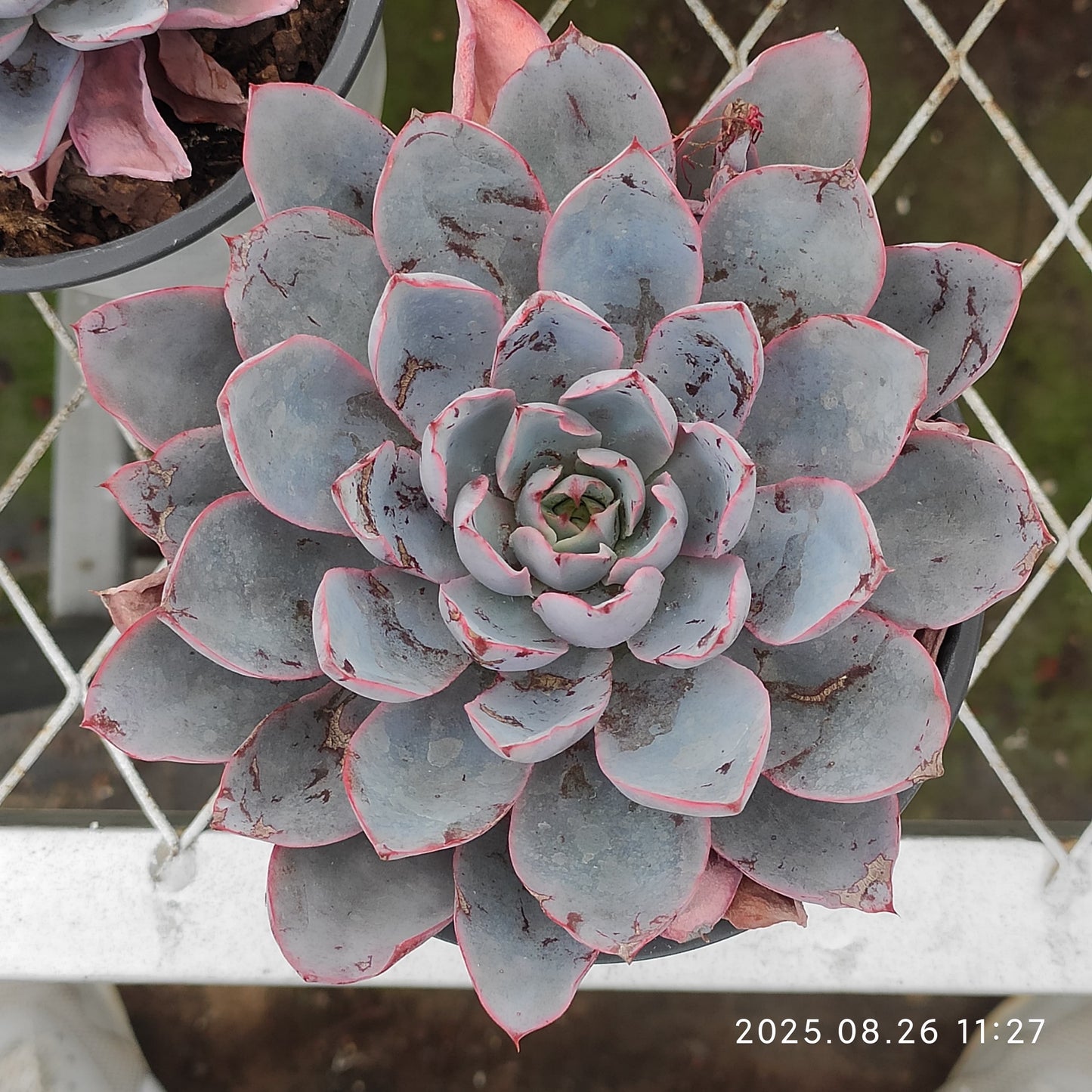 XY236 ヘラ(9cm pot)