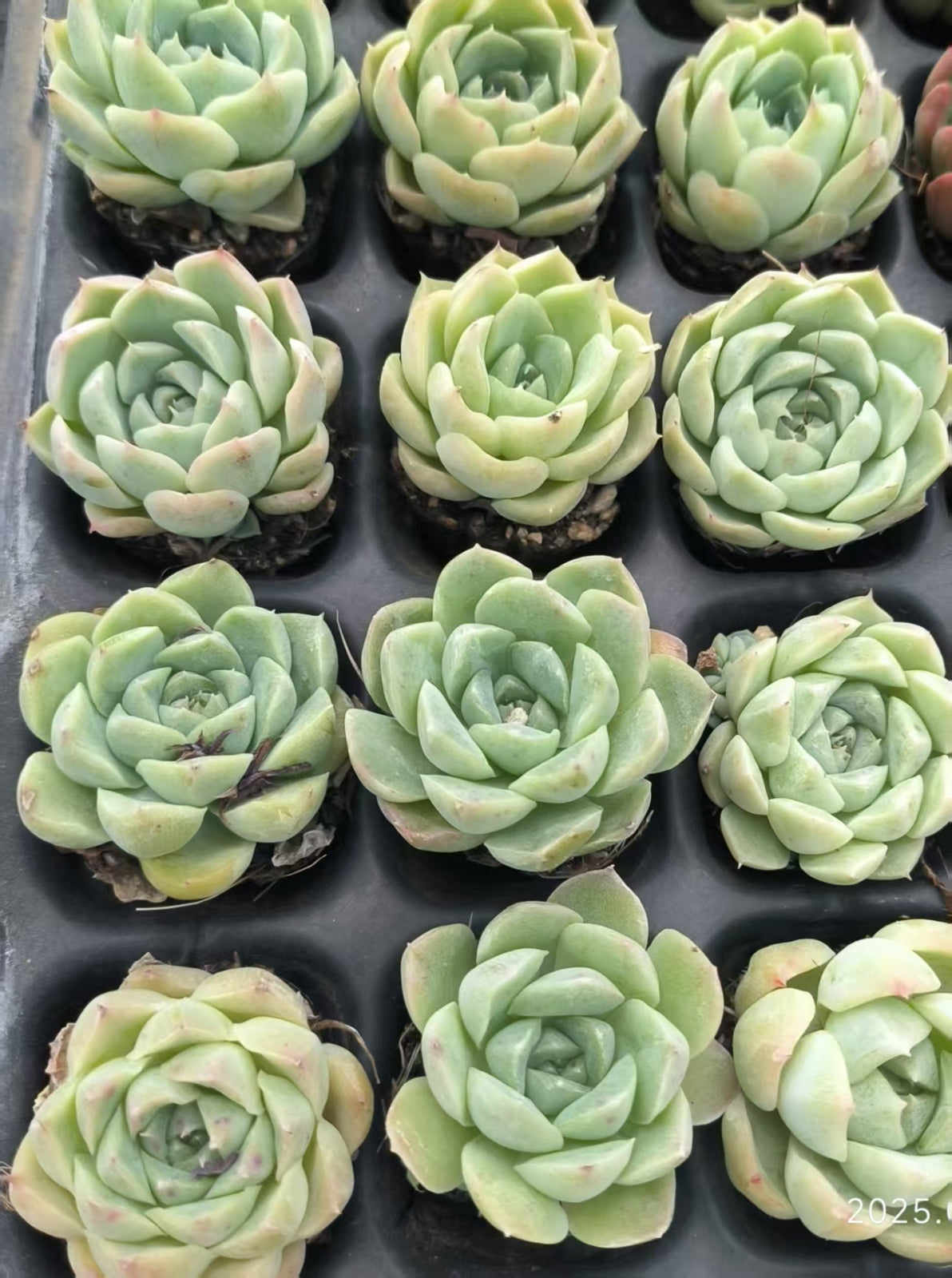 JC138 レッドクイーン(3cm pot)