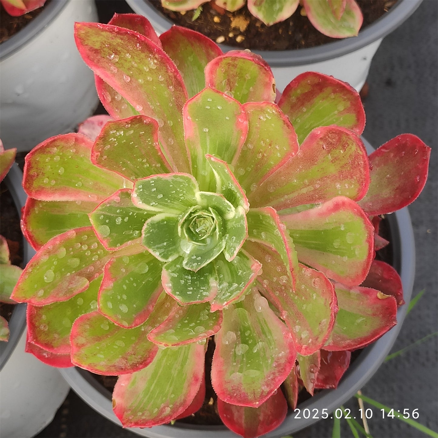 YF397 ウォッシュ シルク(15cm pot)