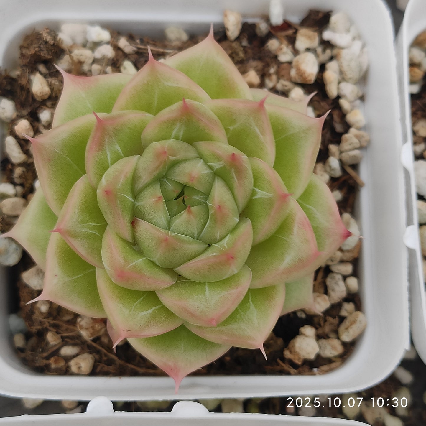 XQ1438 マルギャンHyb(7cm pot)