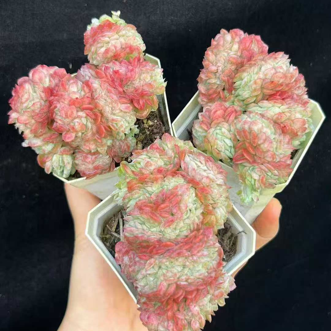 BL2076 レモンベリー綴化(7cm pot)