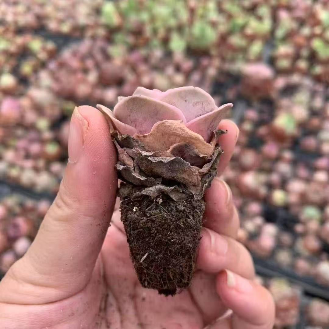BL1885 アエオニウム ピンクローズ(3cm pot)