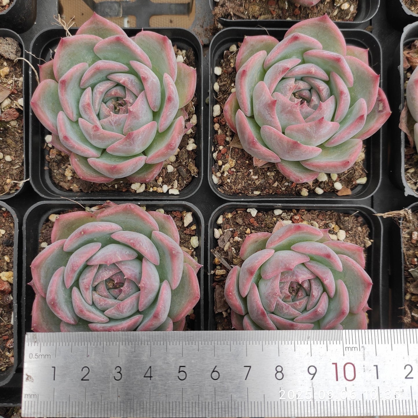 RC143 ピキャッチュー(7cm pot)